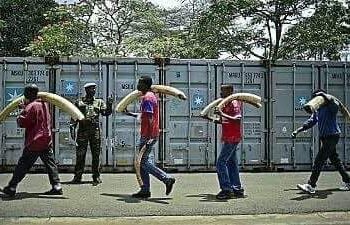 Ituri : 4 trafiquants dont 1 employé de la Monusco arrêtés à Bunia avec 72 kg d’ivoire et 7 dents d’hippopotame